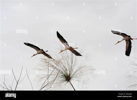 Birds at lake naivasha hi-res stock photography and images - Alamy