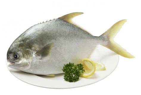 Golden Pomfret Farmed | Calgorix Lifestyle