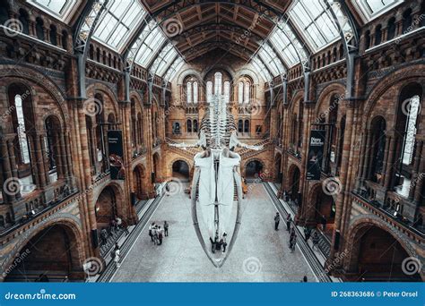 Dinosaur Skeleton in Natural History Museum in London United Kingdom ...