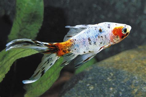 SHUBUNKIN GOLDFISH regular - Bluegrassaquatics.com