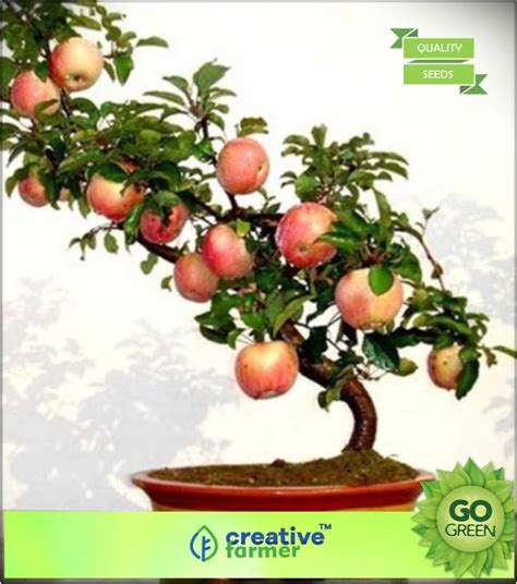 Apple Garden Kashmir | Fasci Garden