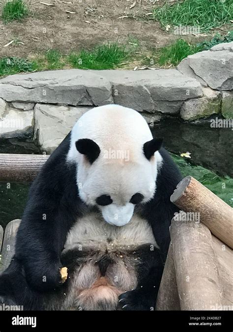 Panda sittin in Everland zoo, South Korea Stock Photo - Alamy