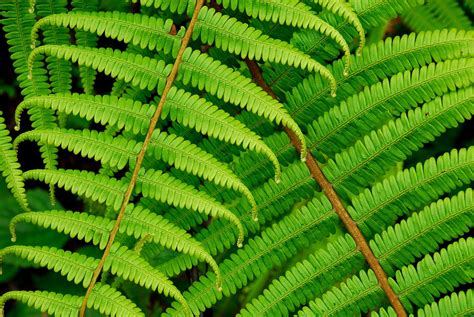 🏡 What is the difference between fern and bracken?