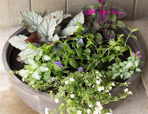 Shade Plants for Pots | Hearth and Vine