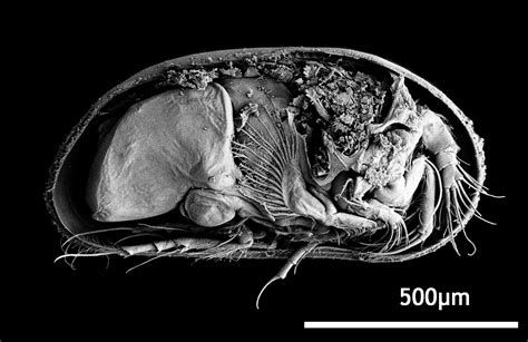 Real Monstrosities: Ostracod