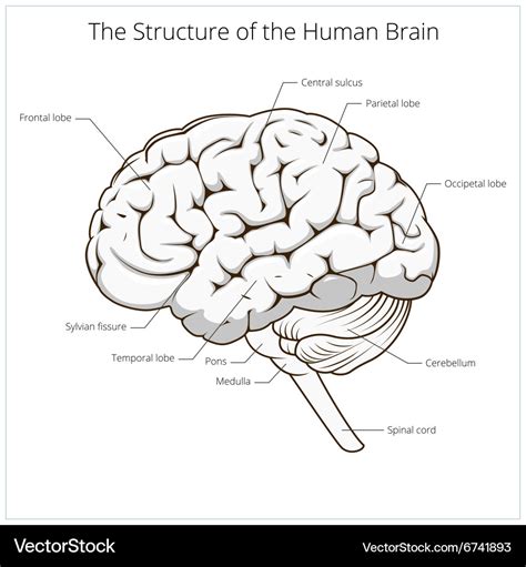 Structure of human brain schematic Royalty Free Vector Image