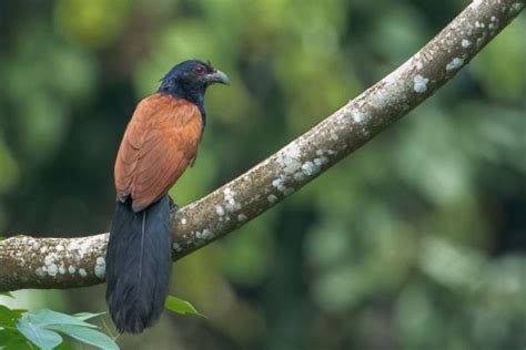 Greater Coucal – Singapore Birds Project