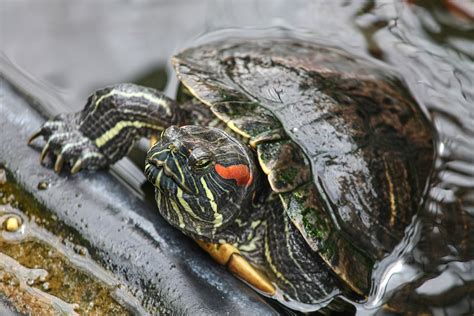 How To Take Care Of A Red Eared Slider Turtle | TurtlePets