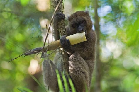 Bamboozled! Climate Change Pushing Greater Bamboo Lemur Closer to the ...