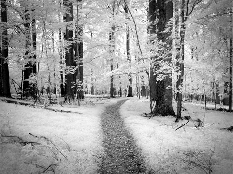 White Forest | Infrared Black and White on the Mount Joy tra… | Thomas | Flickr