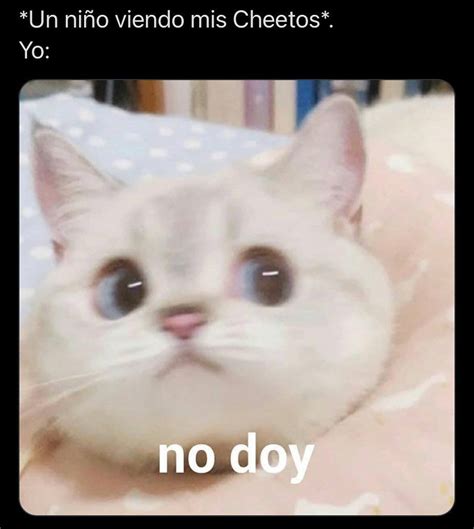 No doy | Meme gato, Chistes graciosos, Chistes divertidos