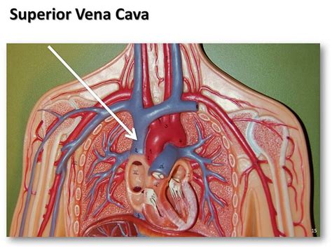 Superior vena cava - The Anatomy of the Veins Visual Guide, page 15 (of 52) | Flickr - Photo ...