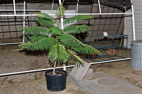 royal poinciana bonsai project in the Southwest Gardening forum - Garden.org