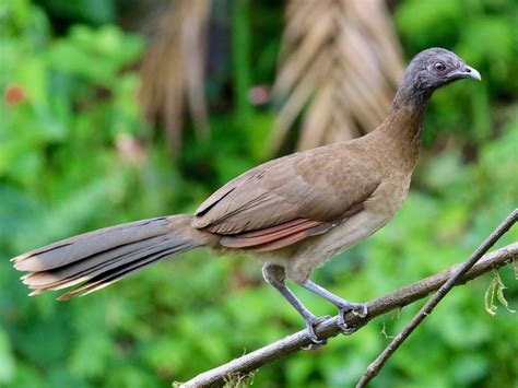 Gray-headed Chachalaca - eBird