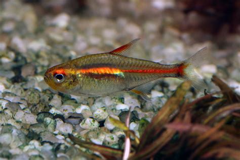 Funkensalmler (Hyphessobrycon amandae) - Terra - Tropic Zoo