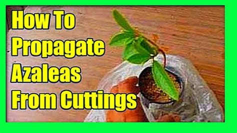 How To Grow Azaleas From Cuttings: Azalea Propagation From Cuttings - YouTube