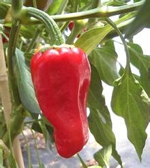 Anatolia, Caucasus, Levantine Chilis