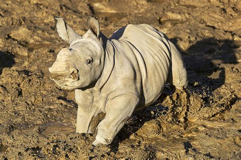 Baby white rhino gets name, frolics in mud at San Diego zoo