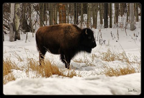 Juvenile Plains Bison | The plains bison is one of two subsp… | Flickr