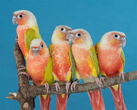 Green-cheeked Conures – Avian Resources