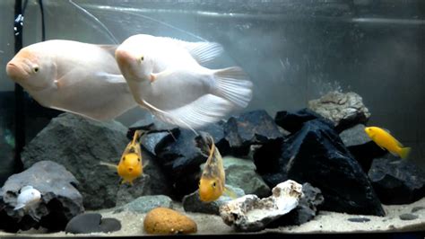 Giant gourami fish tank - YouTube