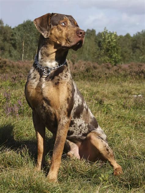 Catahoula Bulldog - Temperament, Lifespan, Shedding, Puppy