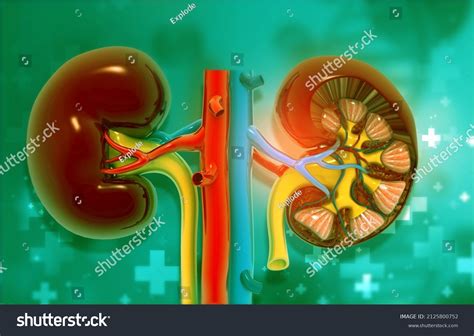 Human Kidney Anatomy On Medical Background: ภาพประกอบสต็อก 2125800752 | Shutterstock