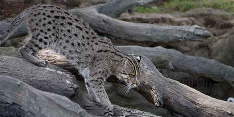 Fishing cat | Smithsonian's National Zoo and Conservation Biology Institute