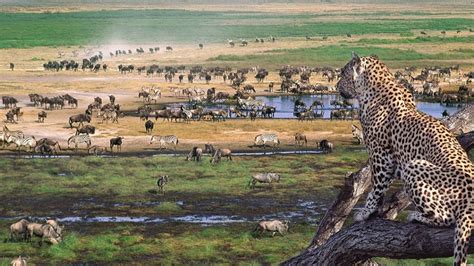 4 Days Ngorongoro Wildlife tour | Tanzania Wildlife Safari Tours