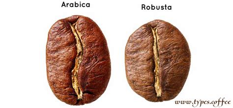 Robusta coffee type, Robusta coffee brands and beans