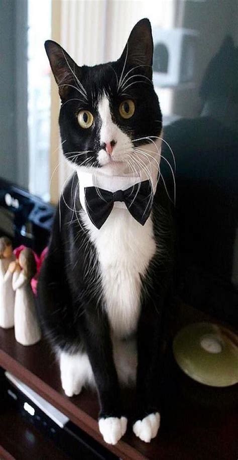 20 Most Popular Tuxedo Cat Names | Cat Guides | Beautiful cats, Cute cats, Cute cats and kittens