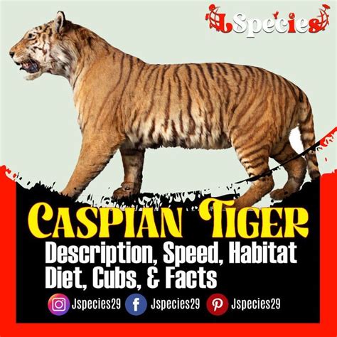 Caspian Tiger |Description, Diet, Speed, Habitat, Cubs & Facts | Caspian tiger, Panthera tigris ...