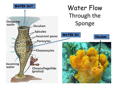 Sea Sponge Anatomy