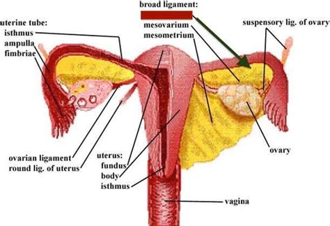 Ligaments of vagina Flashcards | Quizlet