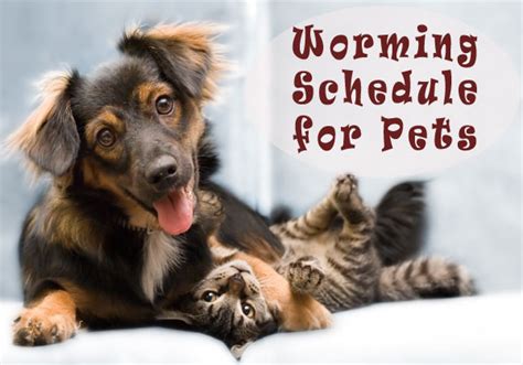 A Full Length Guide to Worming Schedule for Dogs and Cats