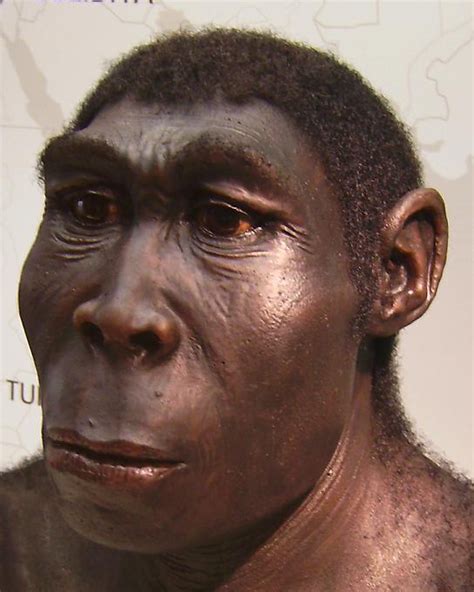 File:Homo erectus new.JPG - Wikipedia