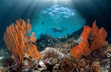 Diving Into Raja Ampat's Underwater Rainbow - WSJ