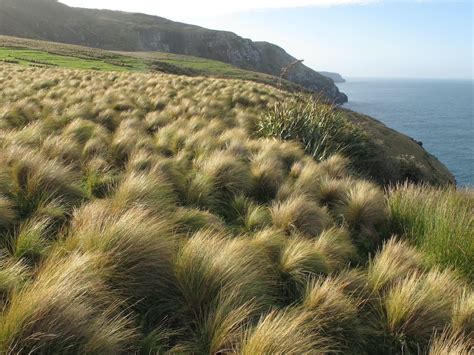 Gardening 101: Silver Tussock - Gardenista - Home Improvement Ideas & Best Answers You Can Trust