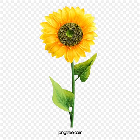 Sunflower Clipart Transparent Background, An Open Sunflower, Sunflower, Plant, Flower PNG Image ...