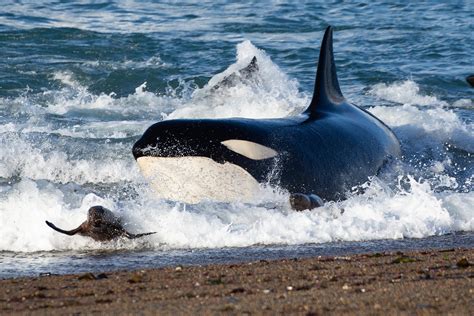 Galería de Fotos de Orcas Stunning Orca Photo Gallery: Explore the ...