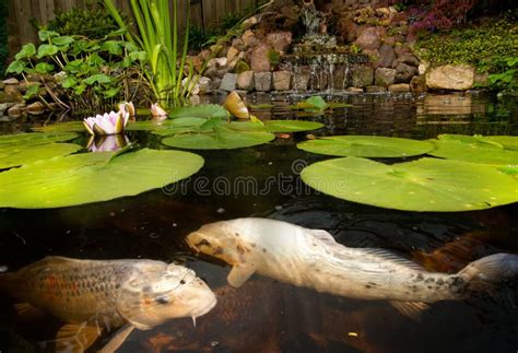 Fish in a pond stock image. Image of carp, underwater - 20586099