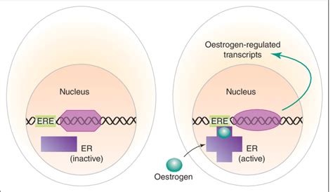 Simplified illustration of the mechanism of oestrogen action in a... | Download Scientific Diagram