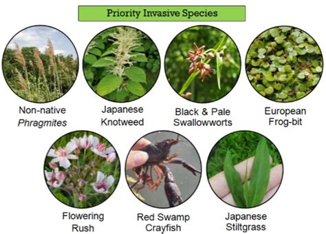 Invasive Species: What are they? - Oakland County CISMA