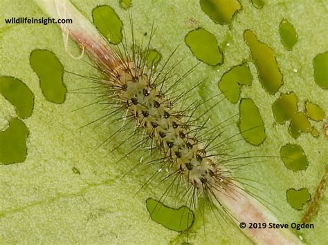 The Muslin Moth and caterpillar (Diaphora mendica) | Wildlife Insight