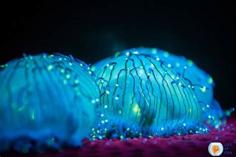 Bioluminescent Jellyfish | 7 Illuminating Facts You Must Know