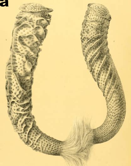 Euplectella aspergillum. a: Silica skeleton of the deep-sea sponge ...