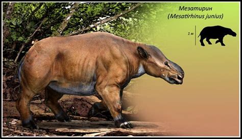 miocene animals - Google zoeken | Paleontology, Animals, Horses