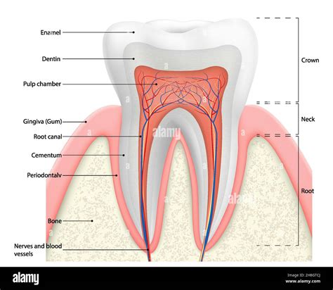 Human tooth structure vector diagram. Cross section scheme representing tooth layers enamel ...