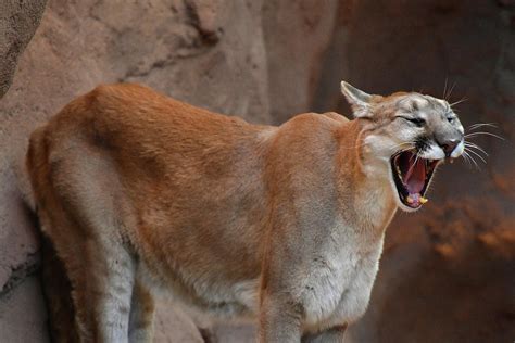 Mountain Lion Showing Teeth Photograph by Dean Hueber - Pixels