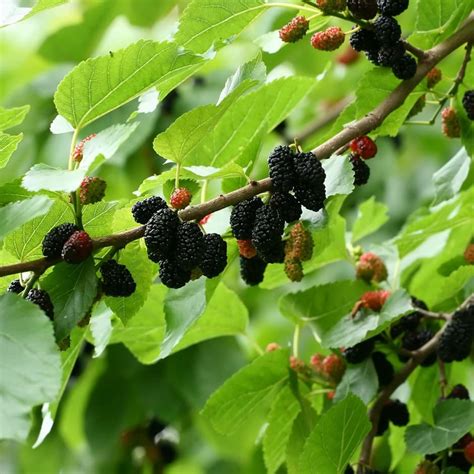 Morus 'Black' Mulberry (Dwarf) 6" Pot - Hello Hello Plants